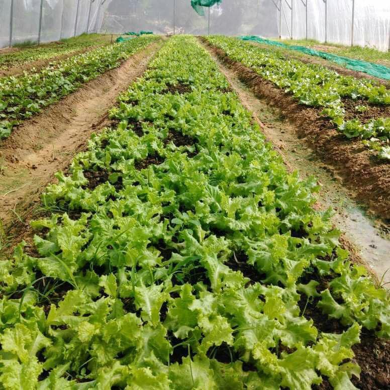 កម្ពុជា​​រក​ចំណូល​បាន​ចំនួនជាង ៣,៤ ពាន់លាន​ដុល្លារពីវិស័យកសិកម្មក្នុងឆ្នាំ២០២០