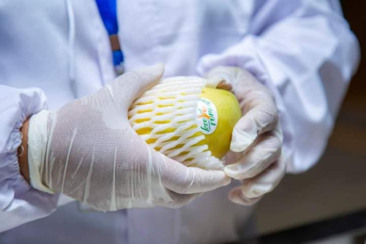 ប្រទេសកម្ពុជានាំស្វាយស្រស់១០០តោនលើកដំបូងផ្ទាល់ទៅកាន់មហាយក្សចិន