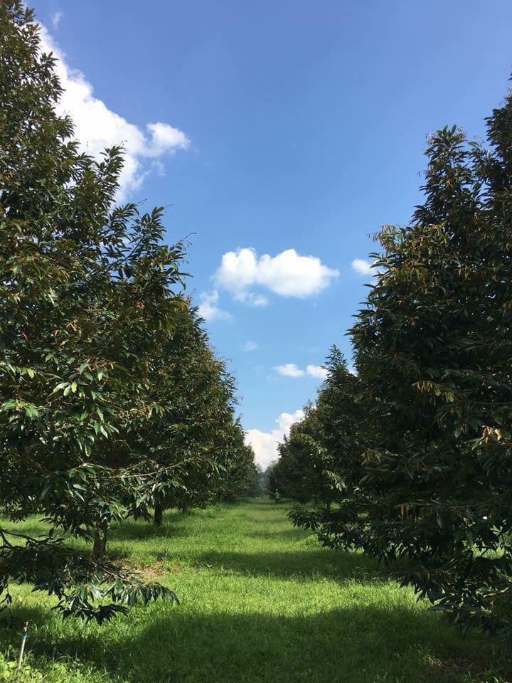 កម្ពុជាមានផ្ទៃដីដាំដុះដំណាំទុរេនចំនួន ៥ ២៨៩ហិកតាបច្ចុប្បន្ននេះ