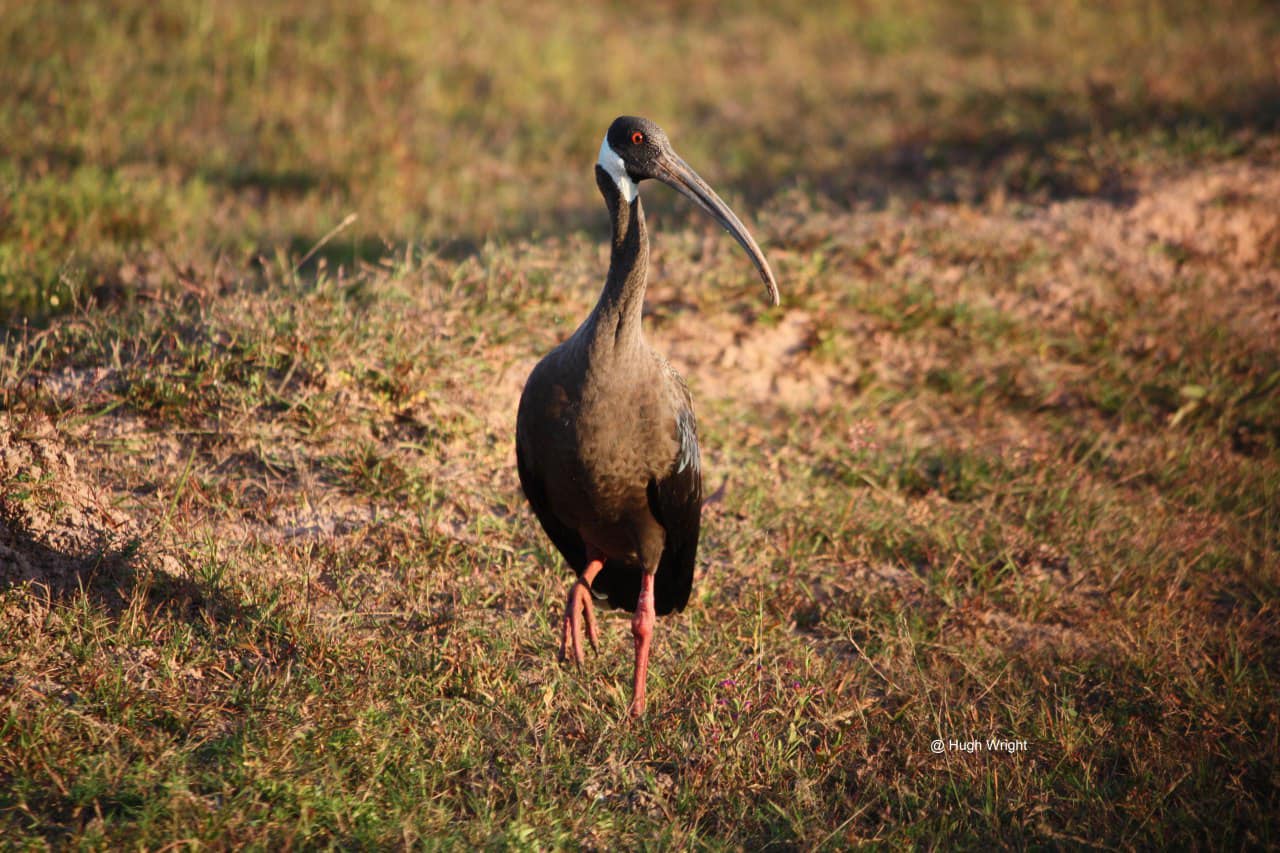 លទ្ធផលជំរឿនឆ្នាំ២០២១៖ កម្ពុជាផ្តល់ទីជម្រកដ៏រឹងមាំសម្រាប់សត្វត្រយងចង្កំកស