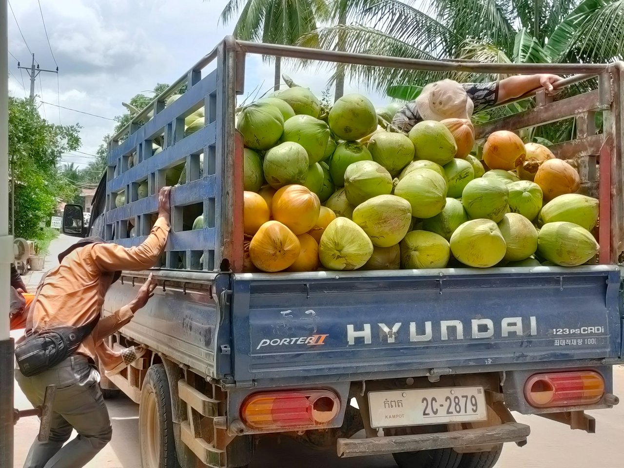 ផលិតផលផ្លែដូងកម្ពុជានឹងមានទីផ្សារនៅប្រទេសចិនឆាប់ៗ   